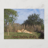 Cuddling Lions Postkarte (Vorderseite)