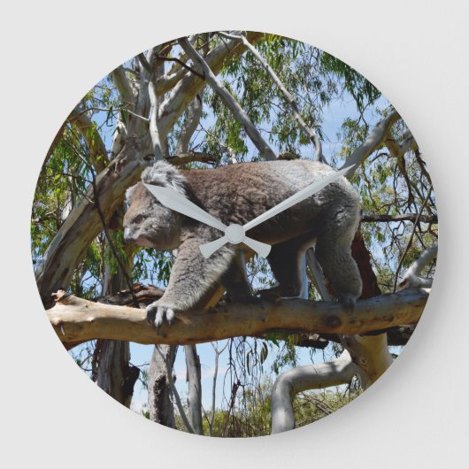 Cudly Big Male Australian Koala, Große Wanduhr (Vorderseite)