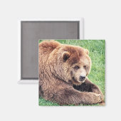 Cudly Brown Bären Fotografie Magnet (Vorderseite/Rückseite)