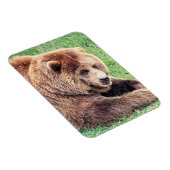 Cudly Brown Bären Fotografie Magnet (Rechte Seite)