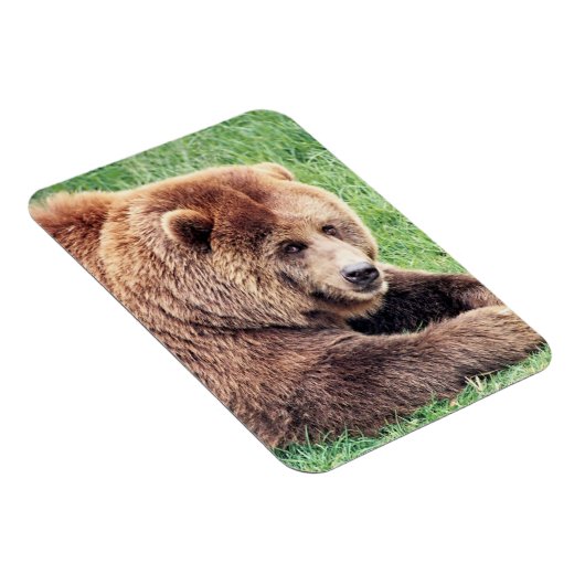 Cudly Brown Bären Fotografie Magnet (Rechte Seite)
