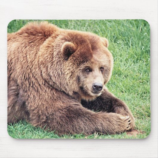 Cudly Brown Bären Fotografie Mousepad (Vorne)