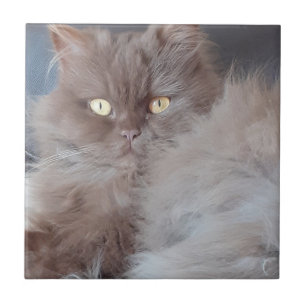 Cudly Cat Keramik Tile Fliese