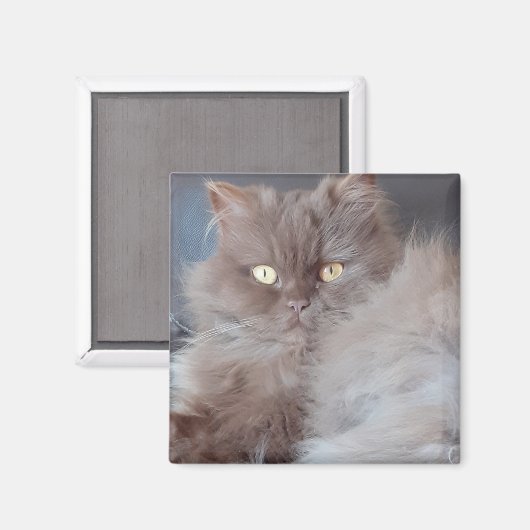 Cudly Cat Magnet (Vorderseite/Rückseite)