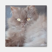 Cudly Cat Magnet (Vorne)