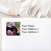 Cudly Chimp & Animal Friends (Insitu)