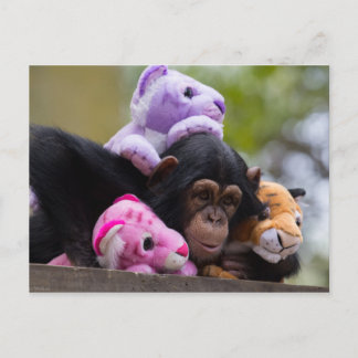 Cudly Chimp & Animal Friends Postkarte
