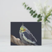 Cudly Cockatiel Postcard Postkarte (Stehend Vorderseite)