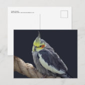 Cudly Cockatiel Postcard Postkarte (Vorne/Hinten)