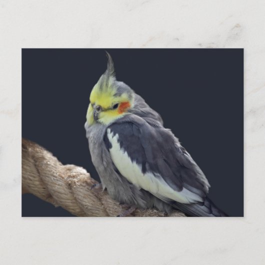 Cudly Cockatiel Postcard Postkarte (Vorderseite)