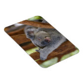 Cudly Koala Foto Magnet (Rechte Seite)