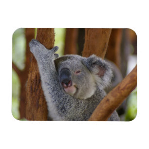 Cudly Koala Foto Magnet