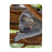 Cudly Koala Foto Magnet (Vertikal)