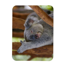 Cudly Koala Foto Magnet