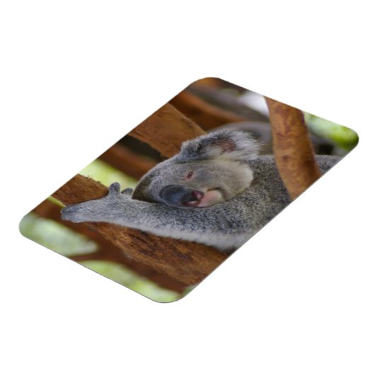 Cudly Koala Foto Magnet (Linke Seite)