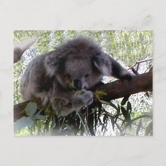 Cudly Koala Postcard Postkarte (Vorderseite)