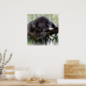 Cudly Koala Poster (Küche)