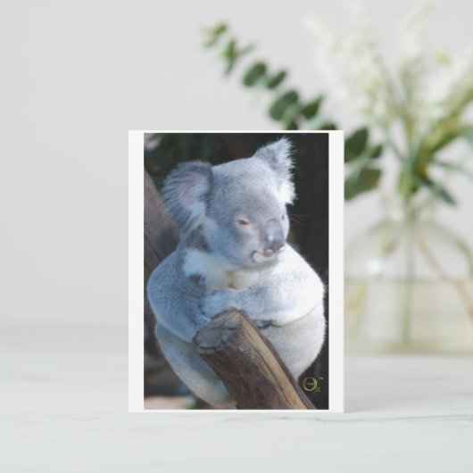 Cudly Koala Postkarte (Stehend Vorderseite)