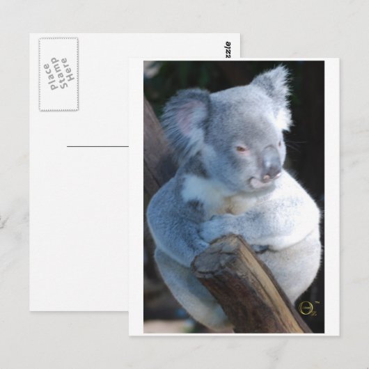 Cudly Koala Postkarte (Vorne/Hinten)