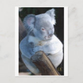 Cudly Koala Postkarte (Vorderseite)