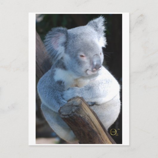Cudly Koala Postkarte (Vorderseite)