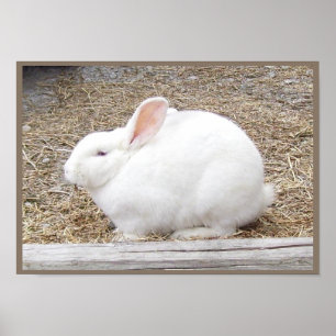 Cudly White Bunny Poster