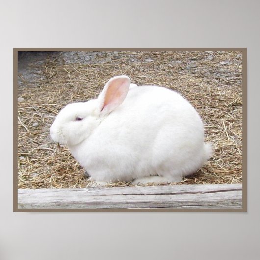 Cudly White Bunny Poster (Vorne)