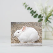 Cudly White Bunny Postkarte (Stehend Vorderseite)