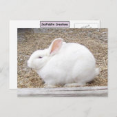 Cudly White Bunny Postkarte (Vorne/Hinten)