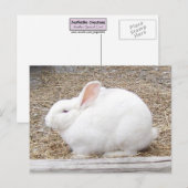 Cudly White Bunny Postkarte (Vorne/Hinten)