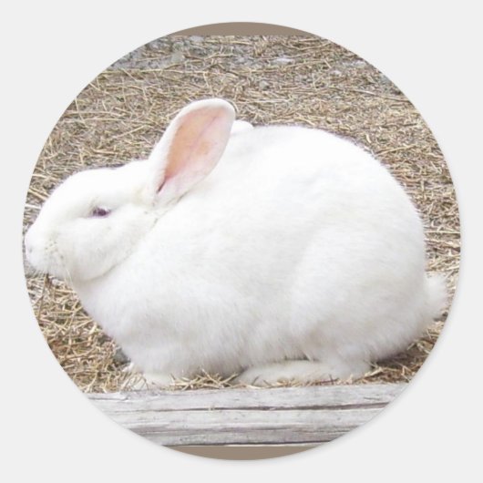 Cudly White Bunny Runder Aufkleber (Vorderseite)