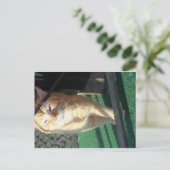 Cudly Yellow Cat Postkarte (Stehend Vorderseite)