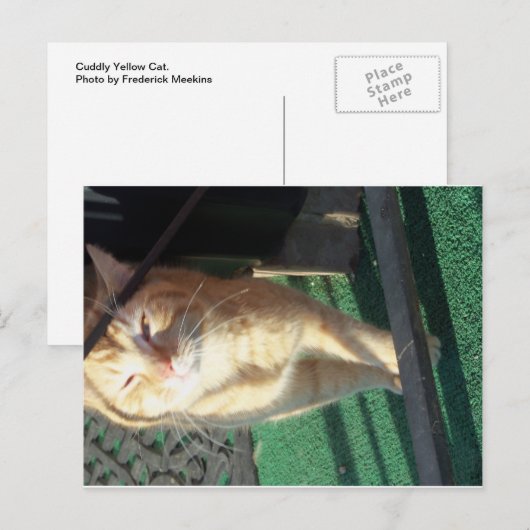 Cudly Yellow Cat Postkarte (Vorne/Hinten)
