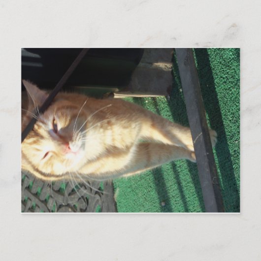 Cudly Yellow Cat Postkarte (Vorderseite)