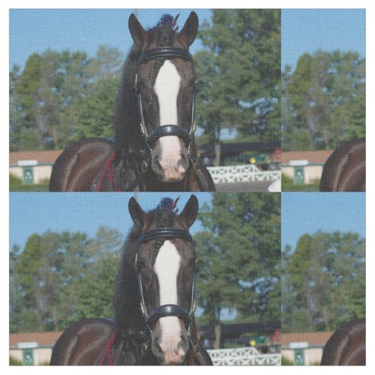 culpeper VA Entwurfspferdeshow Stoff (Nahaufnahme)