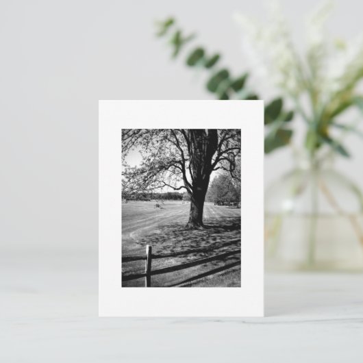 Culver Baum Postkarte (Stehend Vorderseite)