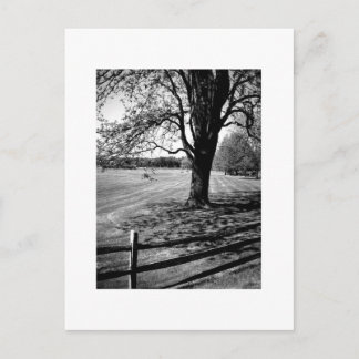 Culver Baum Postkarte