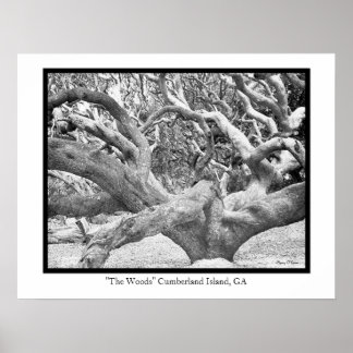 Cumberland Island, GA Poster