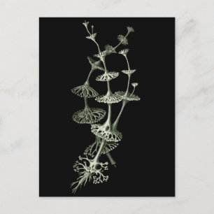 Cup Lichen Postkarte