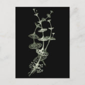 Cup Lichen Postkarte (Vorderseite)