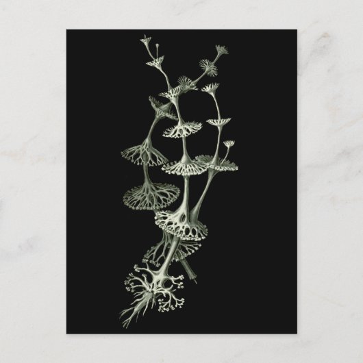 Cup Lichen Postkarte (Vorderseite)