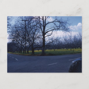 Cupertino Orchard 1960 Postkarte