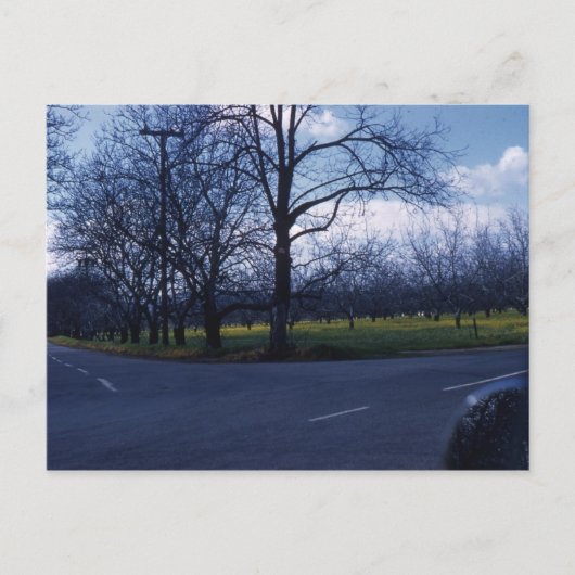 Cupertino Orchard 1960 Postkarte (Vorderseite)