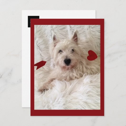 Cupid's Bow Westie Postkarte (Vorne/Hinten)