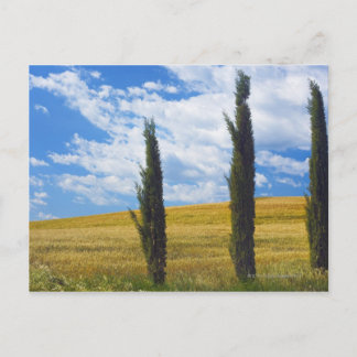 (cupressus sempervirens) - Europa, Italien, 2 Postkarte