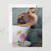 Cups Postkarte (Vorne/Hinten)