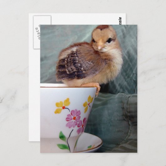 Cups Postkarte (Vorne/Hinten)