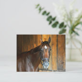 Curalina Postkarte (Stehend Vorderseite)