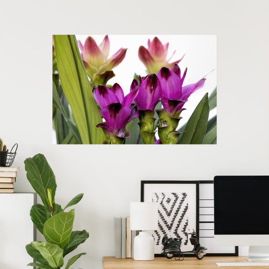 Curcuma Poster (Heimbüro)