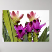 Curcuma Poster (Vorne)